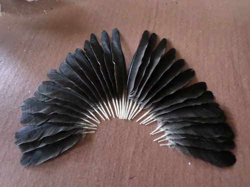 Carrion crow wing feathers - carrion,