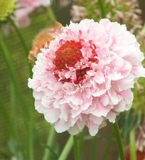 Scabious / Scabiosa