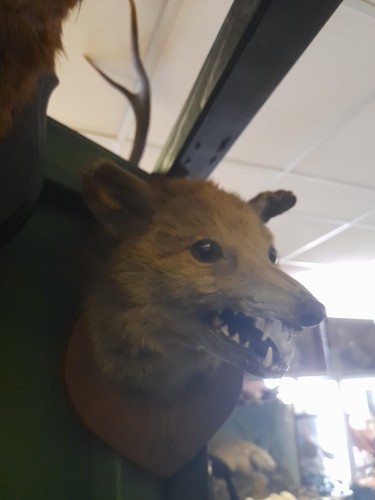 Taxidermy fox mask head mount - fox,