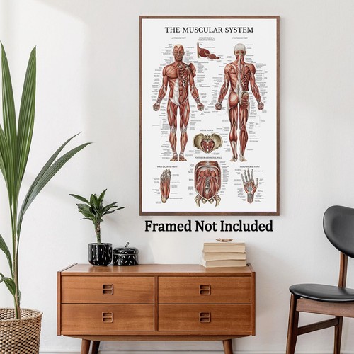 5size hot human anatomy - uk,