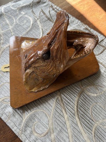 Taxidermy northern pike - taxidermy,