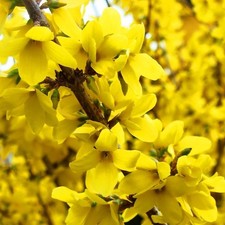 Forsythia x Intermedia Lynwood Gold Deciduous Shrub Yellow Flower Multiple Sizes