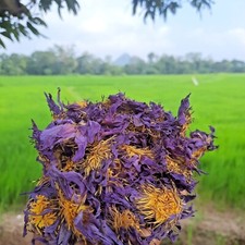 5kg Dried BLUE LOTUS Nymphaea Caerulea Organic Herbal Hand Picked Pure Flowers*