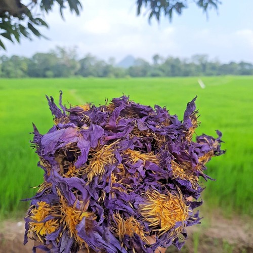 5kg dried blue lotus - 5kg, nymphaea