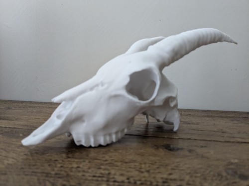 Goat skull printed - –, |