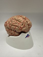3B Scientific Human Brain