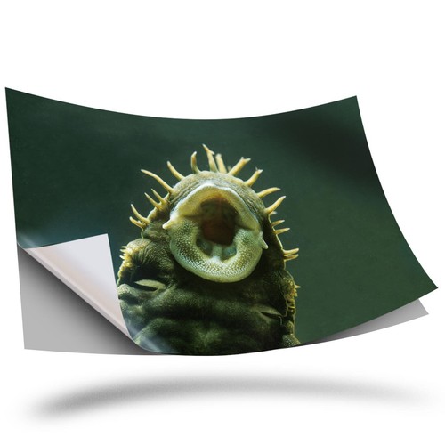 Vinyl sticker bristlenose - sticker,