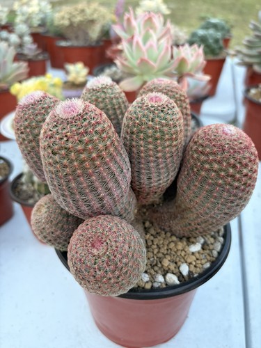Rainbow cactus cluster - rainbow,