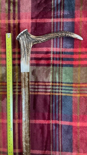 Stag horn walking stick - stag, on