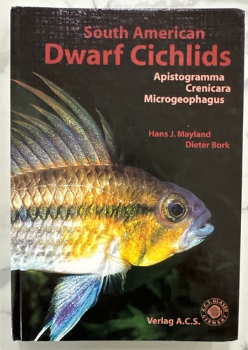 South american dwarf cichlids - american,