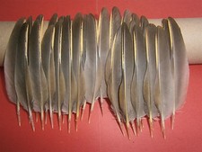 30 French Partridge Wing Quill