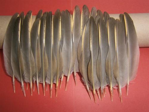 French partridge wing quill - french,