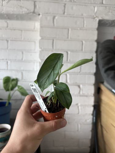 Calathea setosa grey - calathea, ‘grey