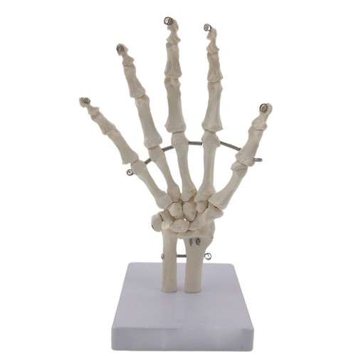 Life size human hand joint - size,