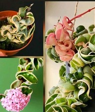 Hoya compacta 'Regalis' (albomarginata) Fragrant Flowers. Rooted Division  