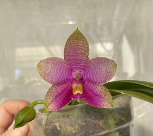Phalaenopsis miki mok - miki, choi