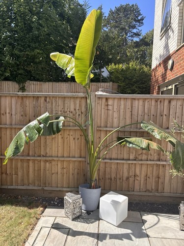 Large mature strelitzia - large,