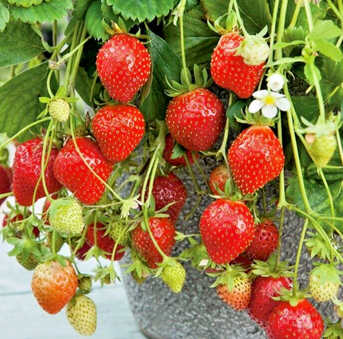 Organic strawberry mara des - mara,