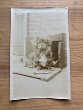 Edwardian Photo Pekingese Dog
