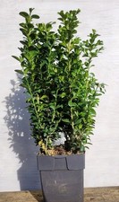 Buxus Sempervirens Box Hedge