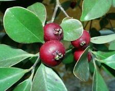Red Strawberry Guava - Psidium cattleyanum - 50+ seeds - Heirloom Seeds! Gx 025