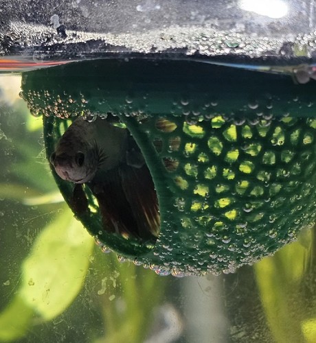 Betta fish tank cave - betta,