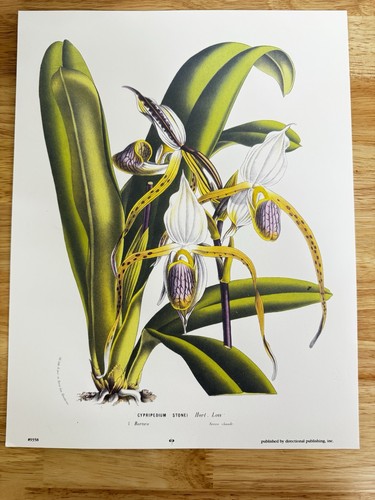 Cypripedium stonei orchid - cypripedium,