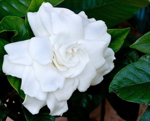 Plug plant gardenia - plant,