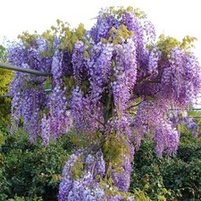 Wisteria Climbing Plant on