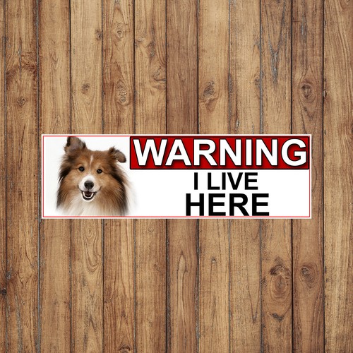 Shetland sheep dog - sheep,