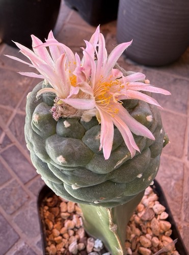 Rare grafted - cm,