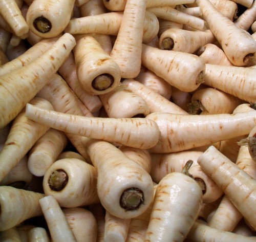 Parsnip plug plants grow your - "grow,
