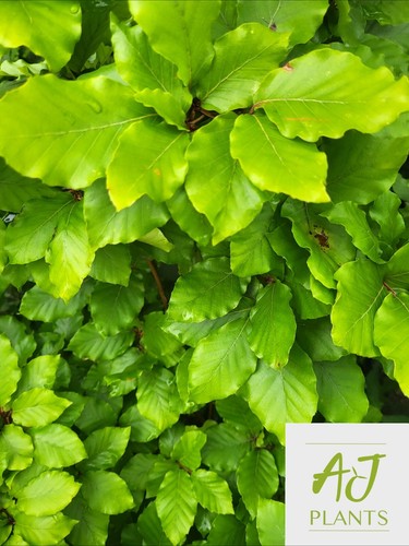 10x fagus sylvatica - fagus,