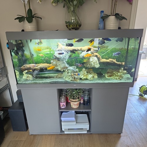 5ft juwel rio 450 fish - rio,
