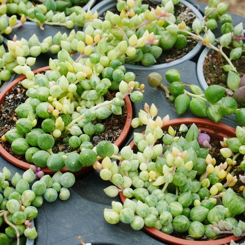Variegated string tears 9cm - string,