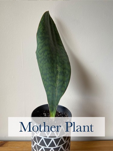 Sansevieria masoniana - sansevieria,