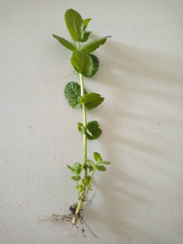 Apple mint wooly plant - mint/wooly,