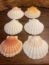6 Scallop Shells 11cm Large
