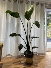 Giant White Bird of Paradise 