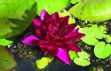 Burgundy Princess water lily -