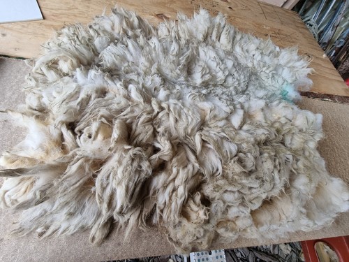 Raw sheep fleece spinning - raw,