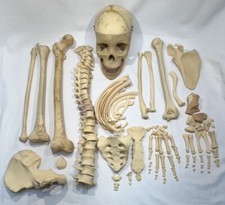Vintage Medical Plastics Laboratories Human Skeleton Skull Anatomical Model 60s