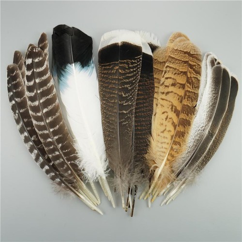 Beautiful pcs natural eagle - pcs,