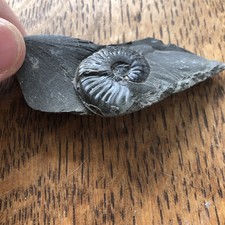 Whitby Ammonite