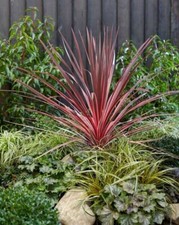 AS 1893ZU Cordyline Australis Red Gardenplants Seeds Zaden Seeds Qty 3