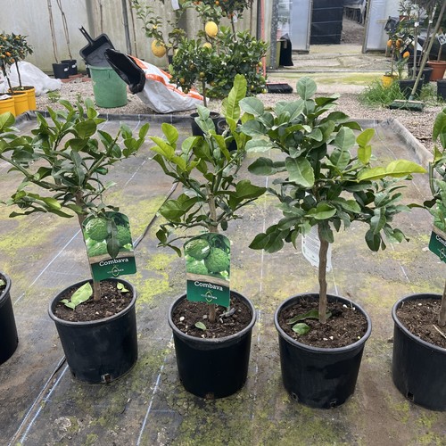 Citrus kaffir lime - citrus,