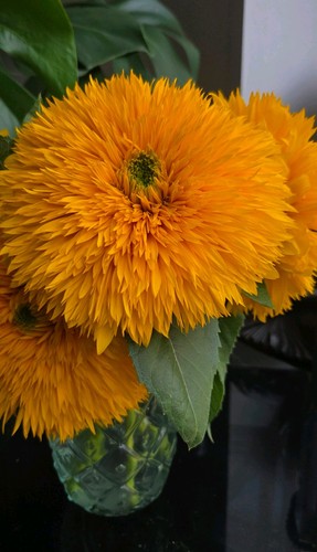 Giant teddy bear sunflower - teddy,