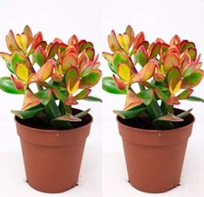 2 Jade plant  money tree