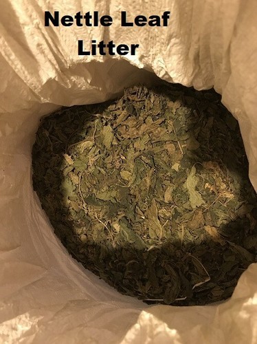 Dried mulberry nettle leaves - mulberry, /