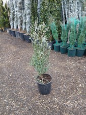 Eucalyptus "Baby Blue" Tree Bushy Hardy Fast Growing Screening 18L 80-100cm